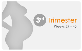 Third Trimester